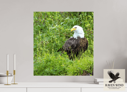 Raven Wind Photography & Illustrations-Grounded Majesty - Alaskan Bald Eagle Fine Art Wildlife Print -