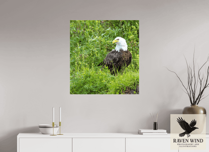 Raven Wind Photography & Illustrations-Grounded Majesty - Alaskan Bald Eagle Fine Art Wildlife Print -
