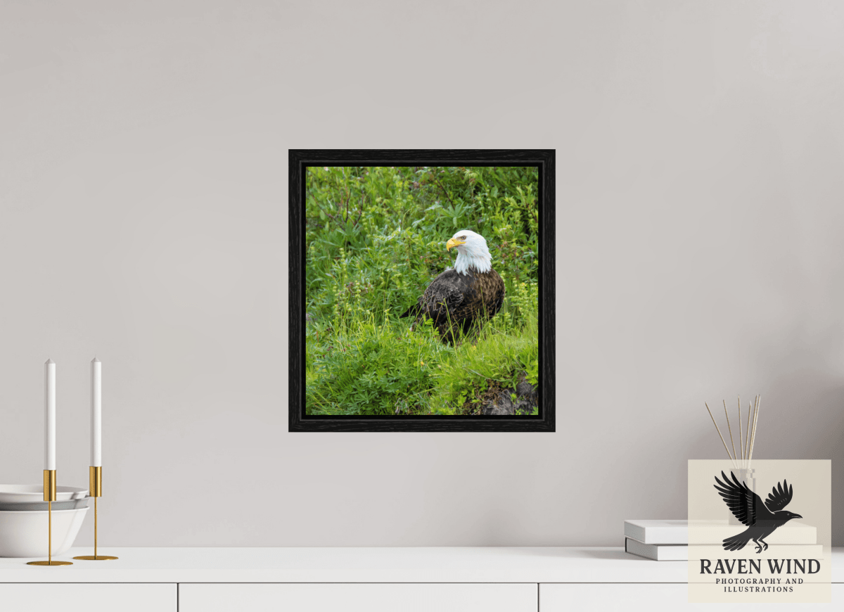 Raven Wind Photography & Illustrations-Grounded Majesty - Alaskan Bald Eagle Fine Art Wildlife Print -