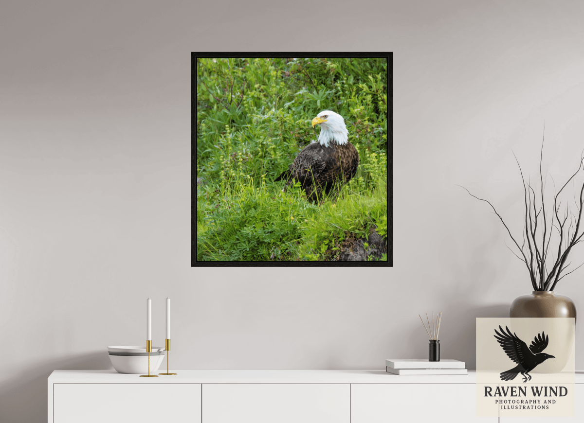 Raven Wind Photography & Illustrations-Grounded Majesty - Alaskan Bald Eagle Fine Art Wildlife Print -