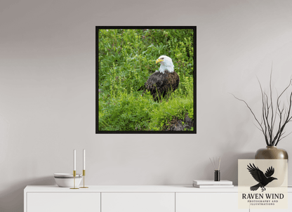 Raven Wind Photography & Illustrations-Grounded Majesty - Alaskan Bald Eagle Fine Art Wildlife Print -