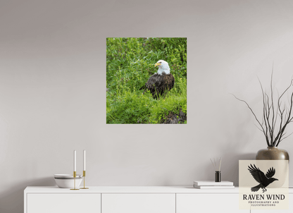 Raven Wind Photography & Illustrations-Grounded Majesty - Alaskan Bald Eagle Fine Art Wildlife Print -