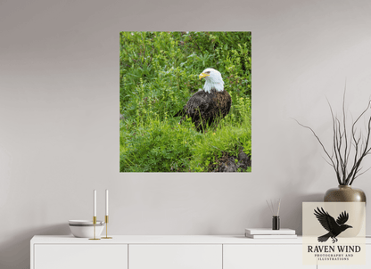 Raven Wind Photography & Illustrations-Grounded Majesty - Alaskan Bald Eagle Fine Art Wildlife Print -