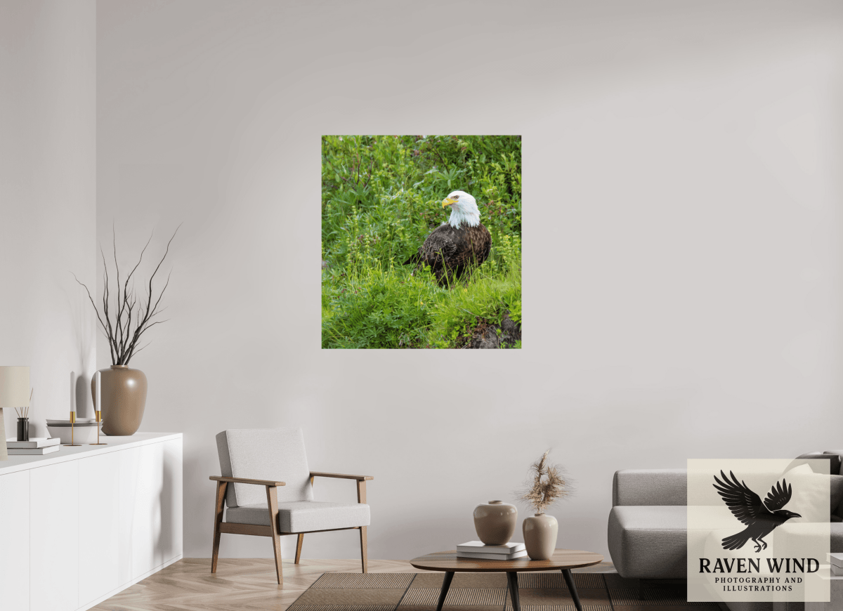 Raven Wind Photography & Illustrations-Grounded Majesty - Alaskan Bald Eagle Fine Art Wildlife Print -
