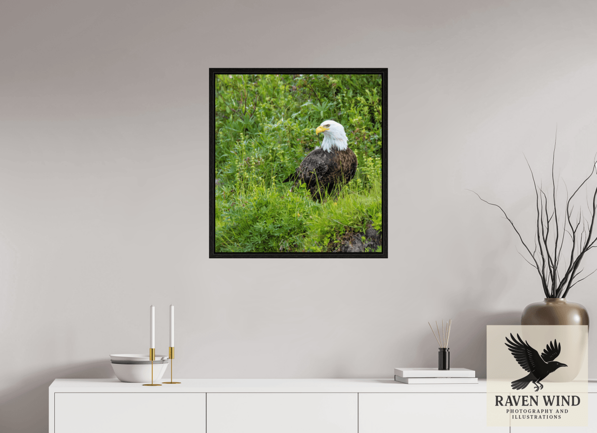 Raven Wind Photography & Illustrations-Grounded Majesty - Alaskan Bald Eagle Fine Art Wildlife Print -