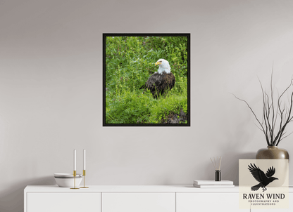 Raven Wind Photography & Illustrations-Grounded Majesty - Alaskan Bald Eagle Fine Art Wildlife Print -
