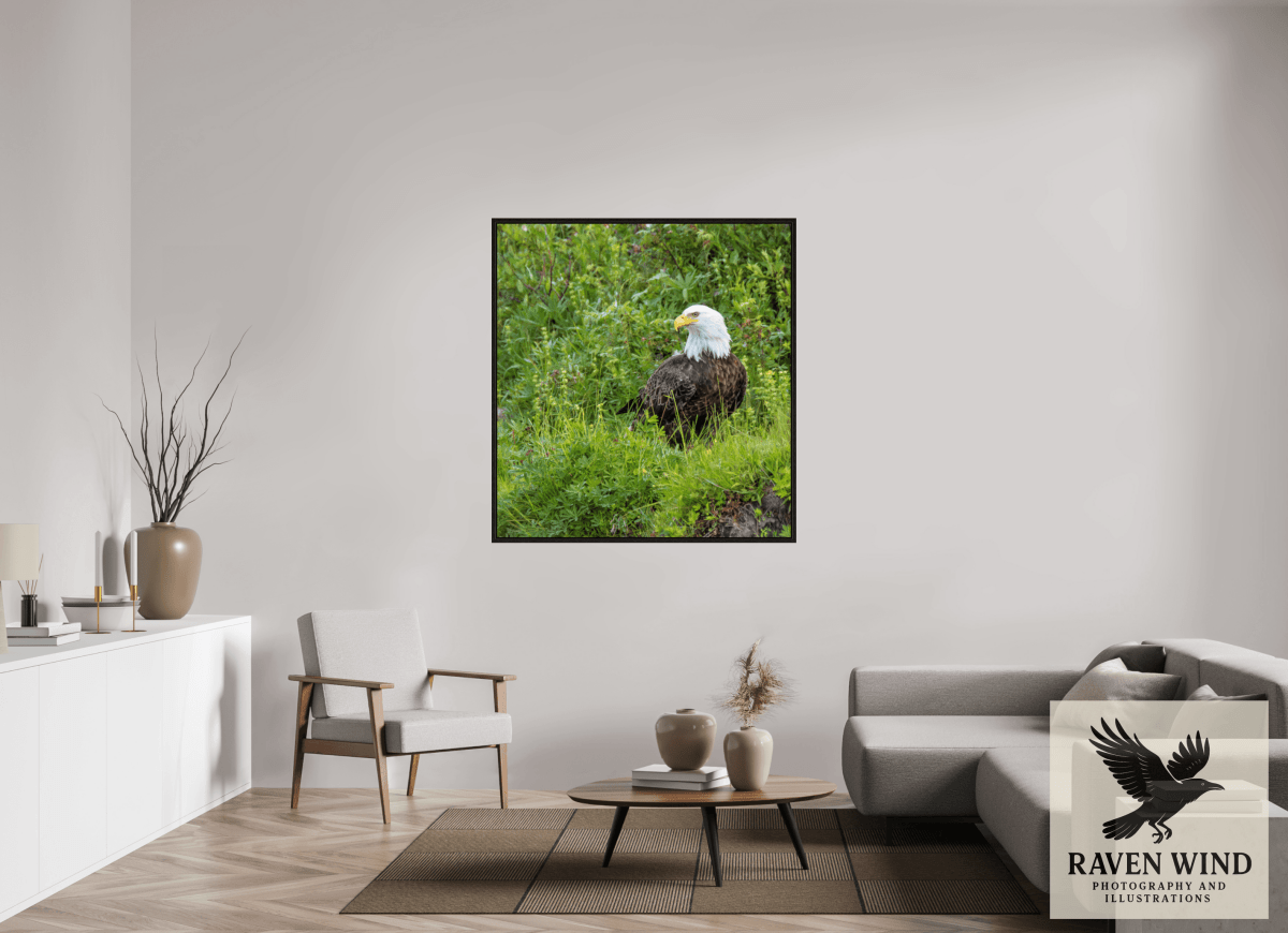 Raven Wind Photography & Illustrations-Grounded Majesty - Alaskan Bald Eagle Fine Art Wildlife Print -