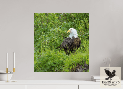 Raven Wind Photography & Illustrations-Grounded Majesty - Alaskan Bald Eagle Fine Art Wildlife Print -