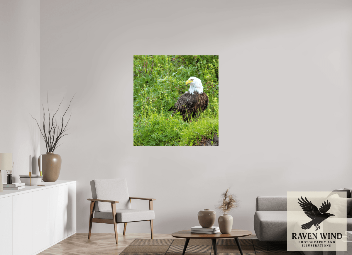 Raven Wind Photography & Illustrations-Grounded Majesty - Alaskan Bald Eagle Fine Art Wildlife Print -