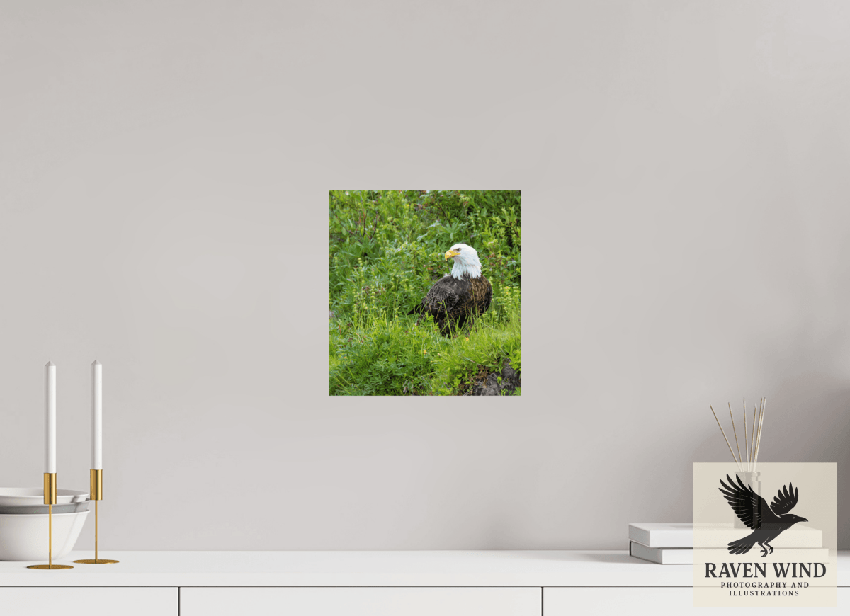 Raven Wind Photography & Illustrations-Grounded Majesty - Alaskan Bald Eagle Fine Art Wildlife Print -