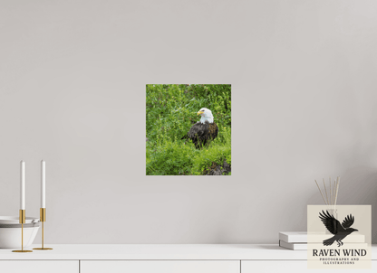 Raven Wind Photography & Illustrations-Grounded Majesty - Alaskan Bald Eagle Fine Art Wildlife Print -