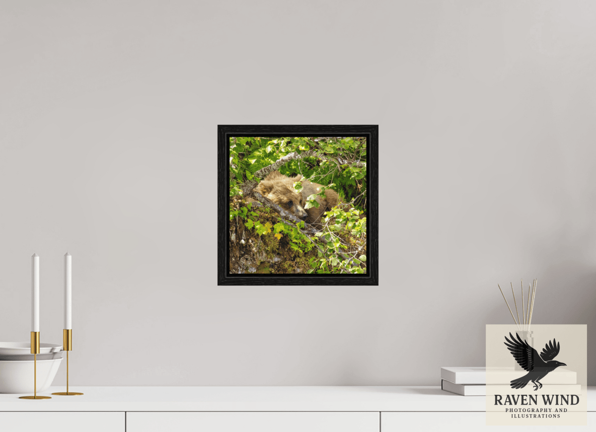 Raven Wind Photography & Illustrations-Hide and Peek Fine Art Wildlife Photography Print -
