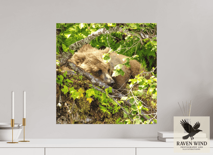 Raven Wind Photography & Illustrations-Hide and Peek Fine Art Wildlife Photography Print -