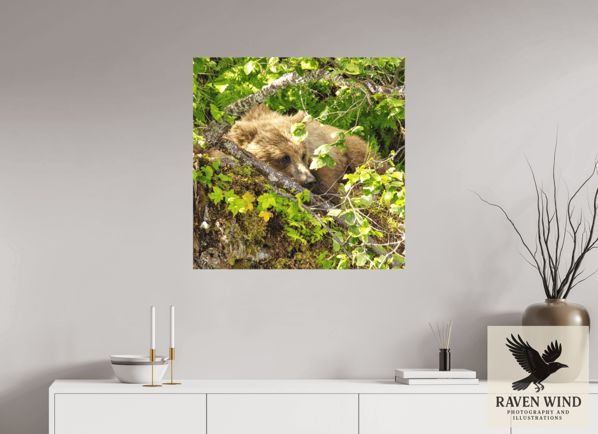 Raven Wind Photography & Illustrations-Hide and Peek Fine Art Wildlife Photography Print -