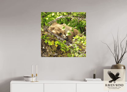 Raven Wind Photography & Illustrations-Hide and Peek Fine Art Wildlife Photography Print -