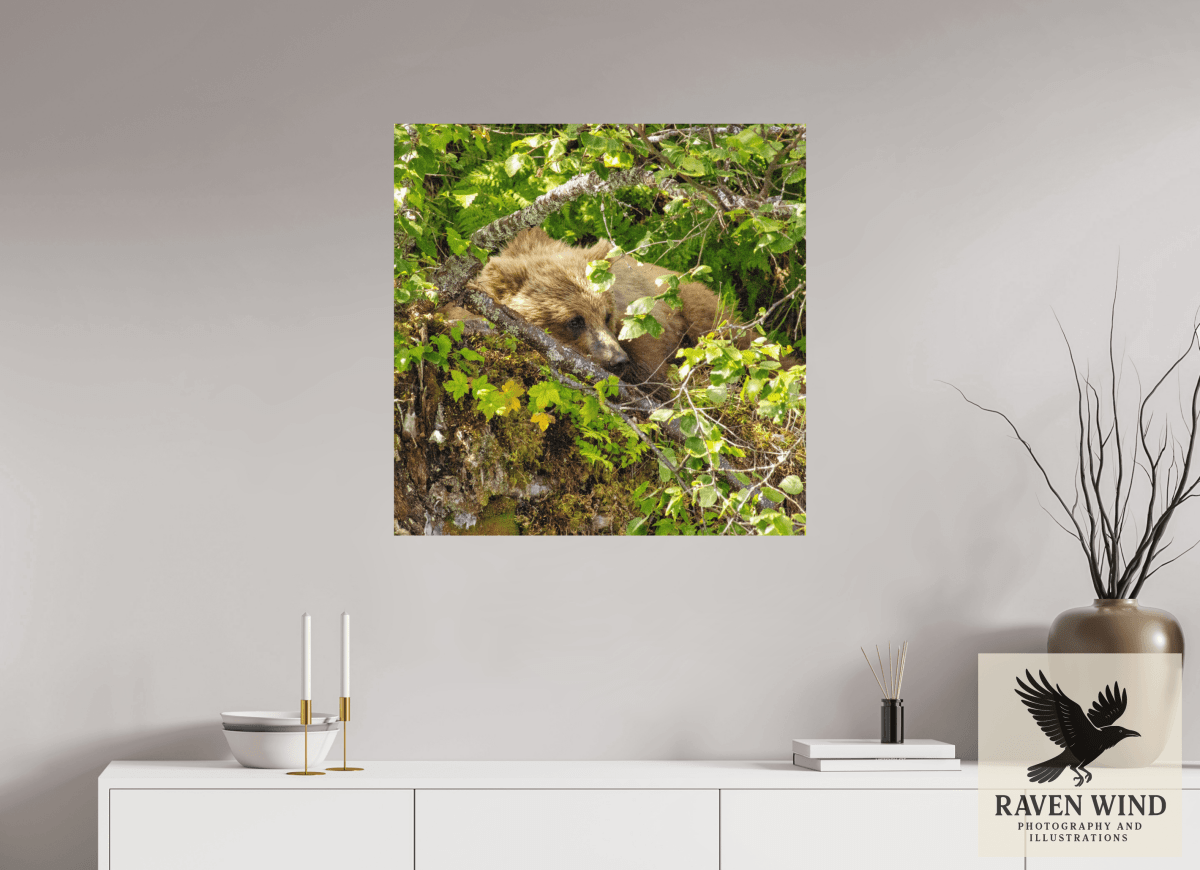 Raven Wind Photography & Illustrations-Hide and Peek Fine Art Wildlife Photography Print -