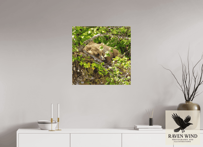 Raven Wind Photography & Illustrations-Hide and Peek Fine Art Wildlife Photography Print -