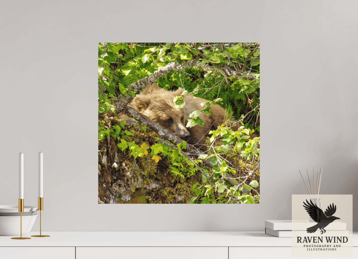 Raven Wind Photography & Illustrations-Hide and Peek Fine Art Wildlife Photography Print -
