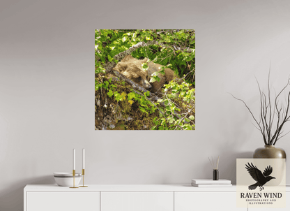 Raven Wind Photography & Illustrations-Hide and Peek Fine Art Wildlife Photography Print -