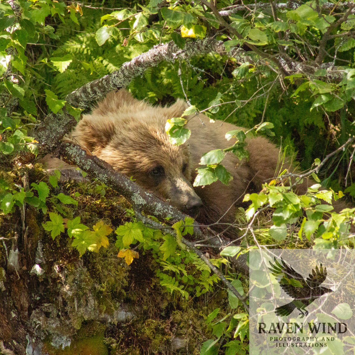 Bear cub peeking from behind a tree branch in a forest