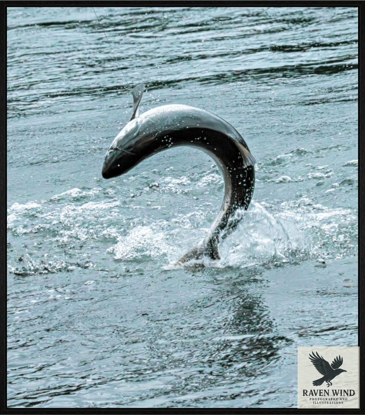 Raven Wind Photography & Illustrations-Hooked on the Wild Fine Art Wildlife Print -