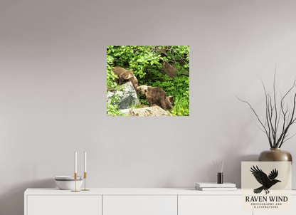 Raven Wind Photography & Illustrations-'Kissing Bear Cubs" Fine Art Wildlife Print -