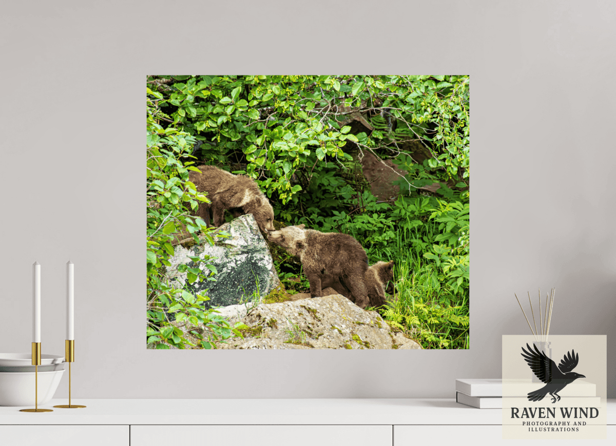 Raven Wind Photography & Illustrations-'Kissing Bear Cubs" Fine Art Wildlife Print -