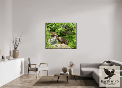 Raven Wind Photography & Illustrations-'Kissing Bear Cubs" Fine Art Wildlife Print -