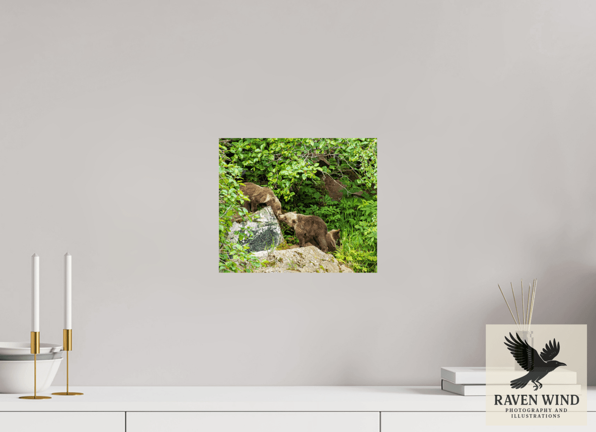 Raven Wind Photography & Illustrations-'Kissing Bear Cubs" Fine Art Wildlife Print -