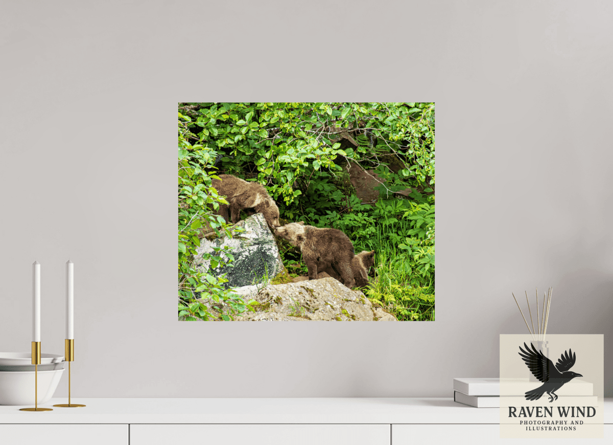 Raven Wind Photography & Illustrations-'Kissing Bear Cubs" Fine Art Wildlife Print -
