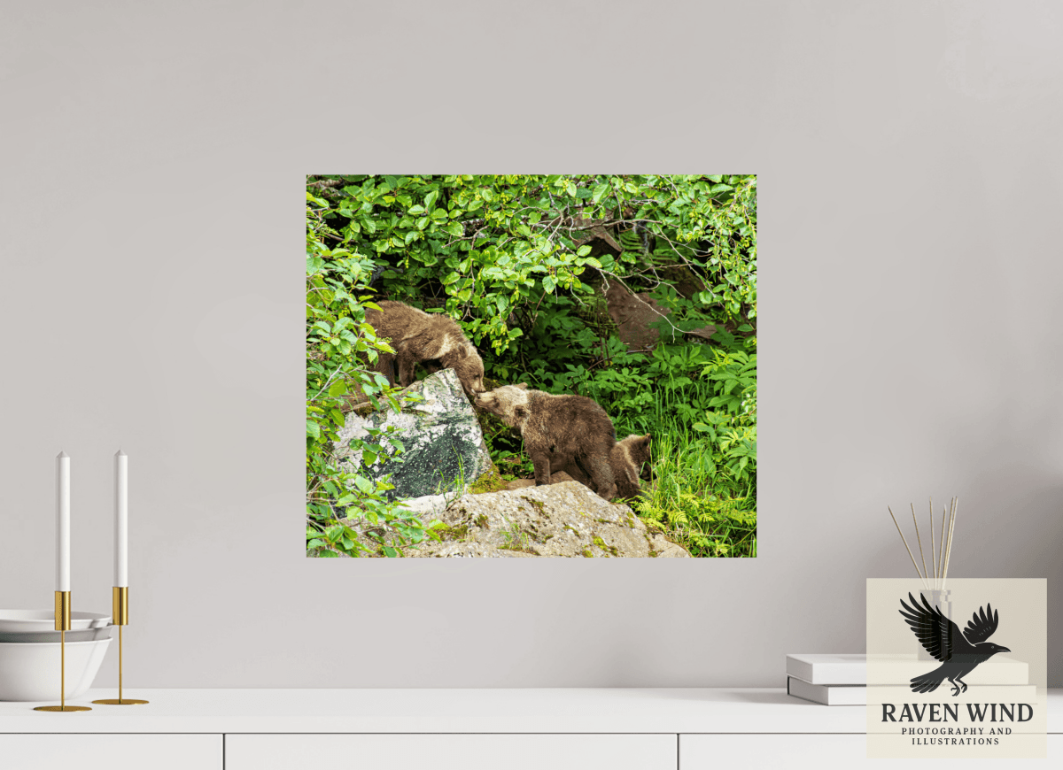 Raven Wind Photography & Illustrations-'Kissing Bear Cubs" Fine Art Wildlife Print -