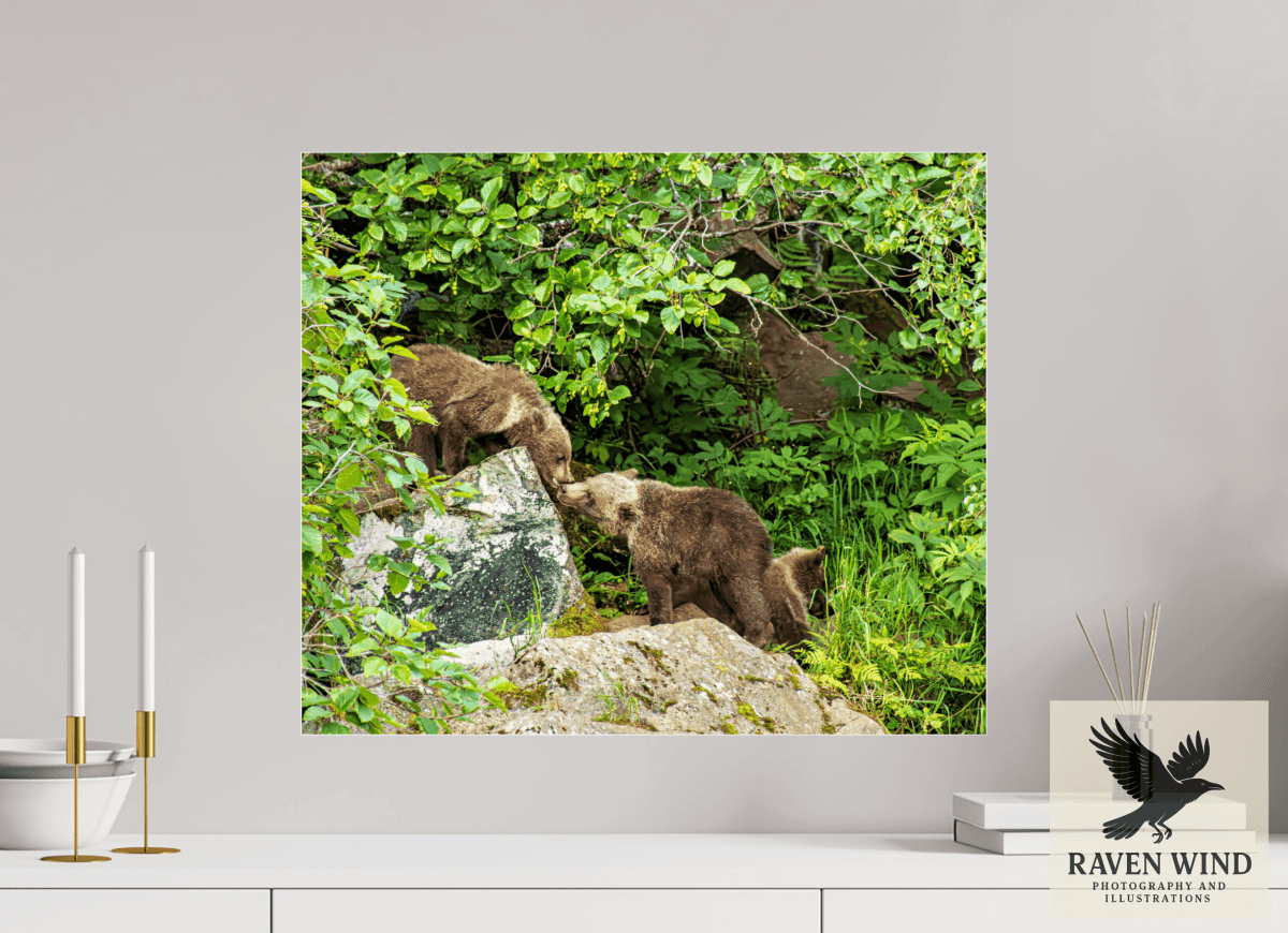 Raven Wind Photography & Illustrations-'Kissing Bear Cubs" Fine Art Wildlife Print -
