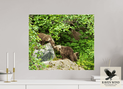 Raven Wind Photography & Illustrations-'Kissing Bear Cubs" Fine Art Wildlife Print -