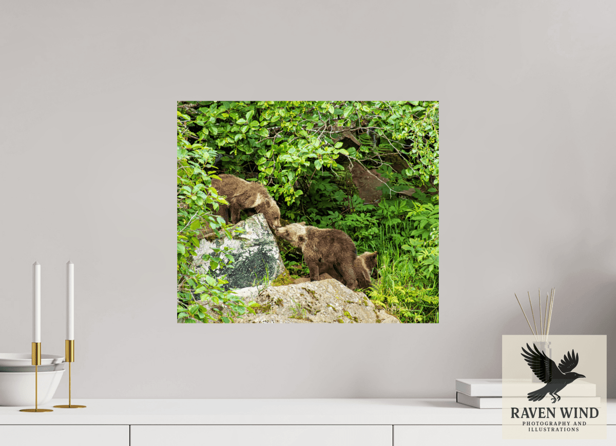 Raven Wind Photography & Illustrations-'Kissing Bear Cubs" Fine Art Wildlife Print -