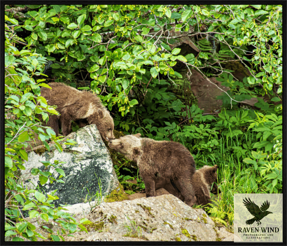 Raven Wind Photography & Illustrations-'Kissing Bear Cubs" Fine Art Wildlife Print -