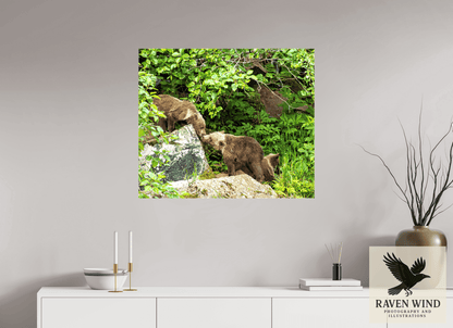 Raven Wind Photography & Illustrations-'Kissing Bear Cubs" Fine Art Wildlife Print -