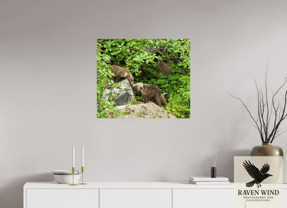 Raven Wind Photography & Illustrations-'Kissing Bear Cubs" Fine Art Wildlife Print -