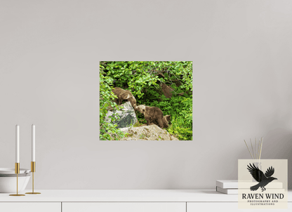 Raven Wind Photography & Illustrations-'Kissing Bear Cubs" Fine Art Wildlife Print -