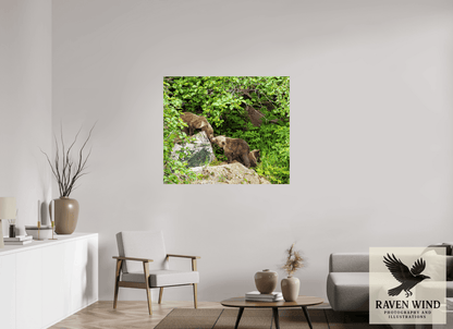 Raven Wind Photography & Illustrations-'Kissing Bear Cubs" Fine Art Wildlife Print -