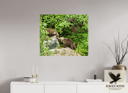 Raven Wind Photography & Illustrations-'Kissing Bear Cubs" Fine Art Wildlife Print -