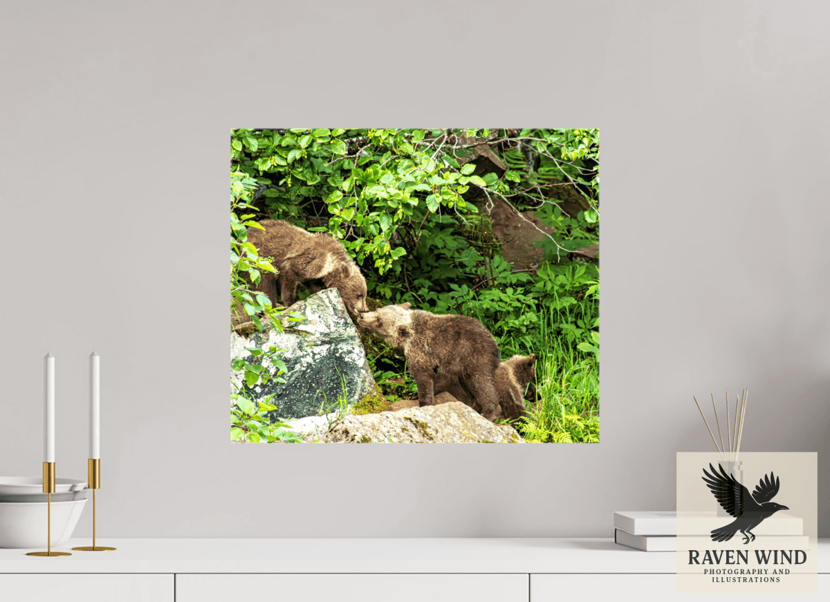 Raven Wind Photography & Illustrations-'Kissing Bear Cubs" Fine Art Wildlife Print -