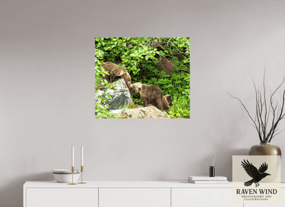 Raven Wind Photography & Illustrations-'Kissing Bear Cubs" Fine Art Wildlife Print -