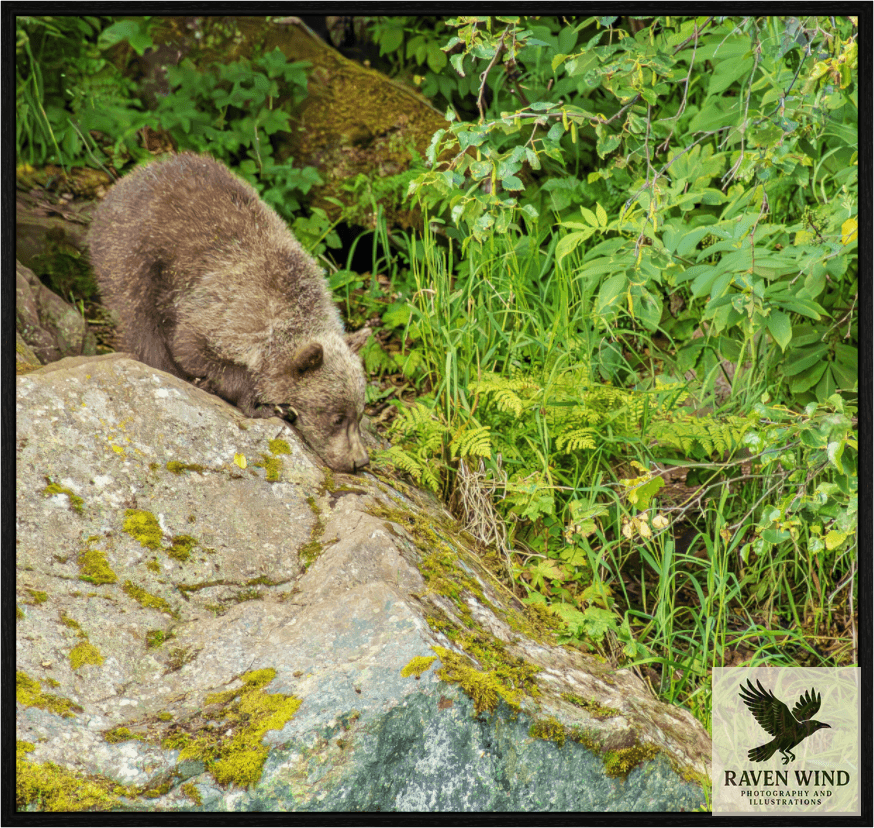 Raven Wind Photography & Illustrations-Learning the Ropes Fine Art Wildlife Print -