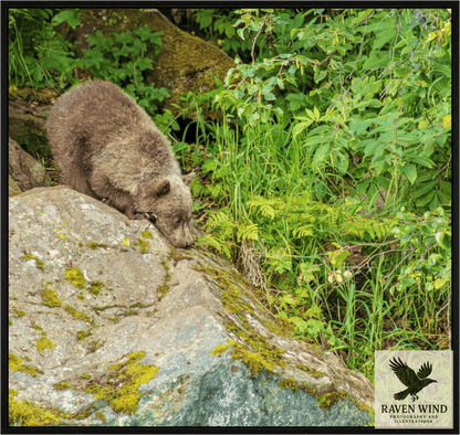 Raven Wind Photography & Illustrations-Learning the Ropes Fine Art Wildlife Print -