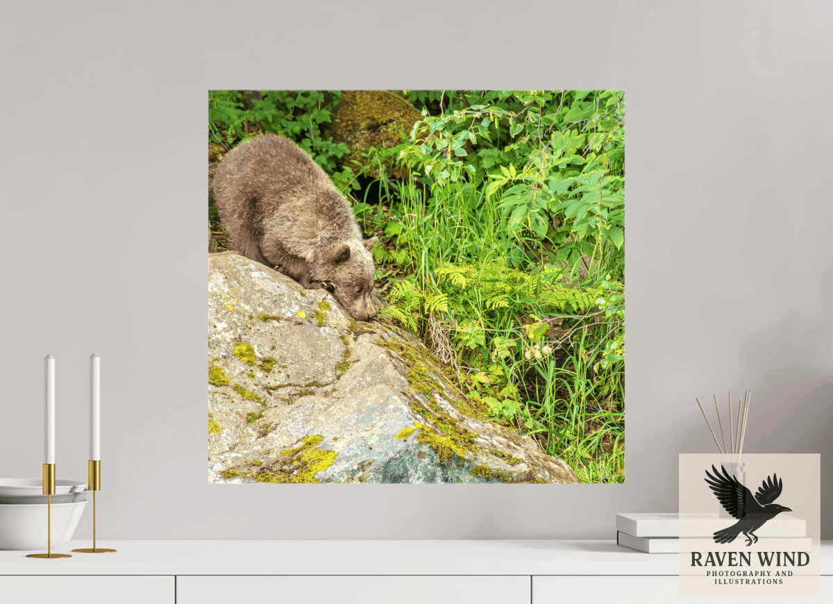 Raven Wind Photography & Illustrations-Learning the Ropes Fine Art Wildlife Print -