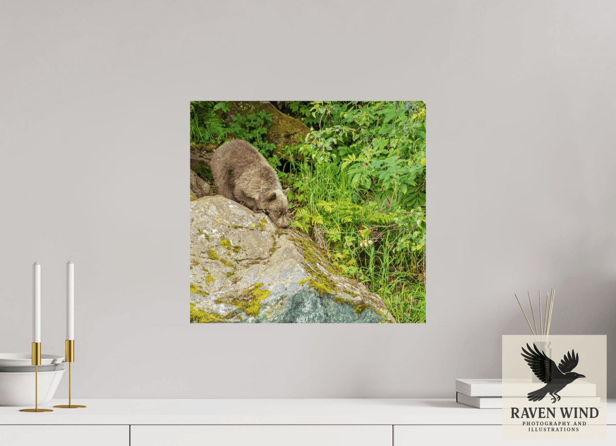 Raven Wind Photography & Illustrations-Learning the Ropes Fine Art Wildlife Print -