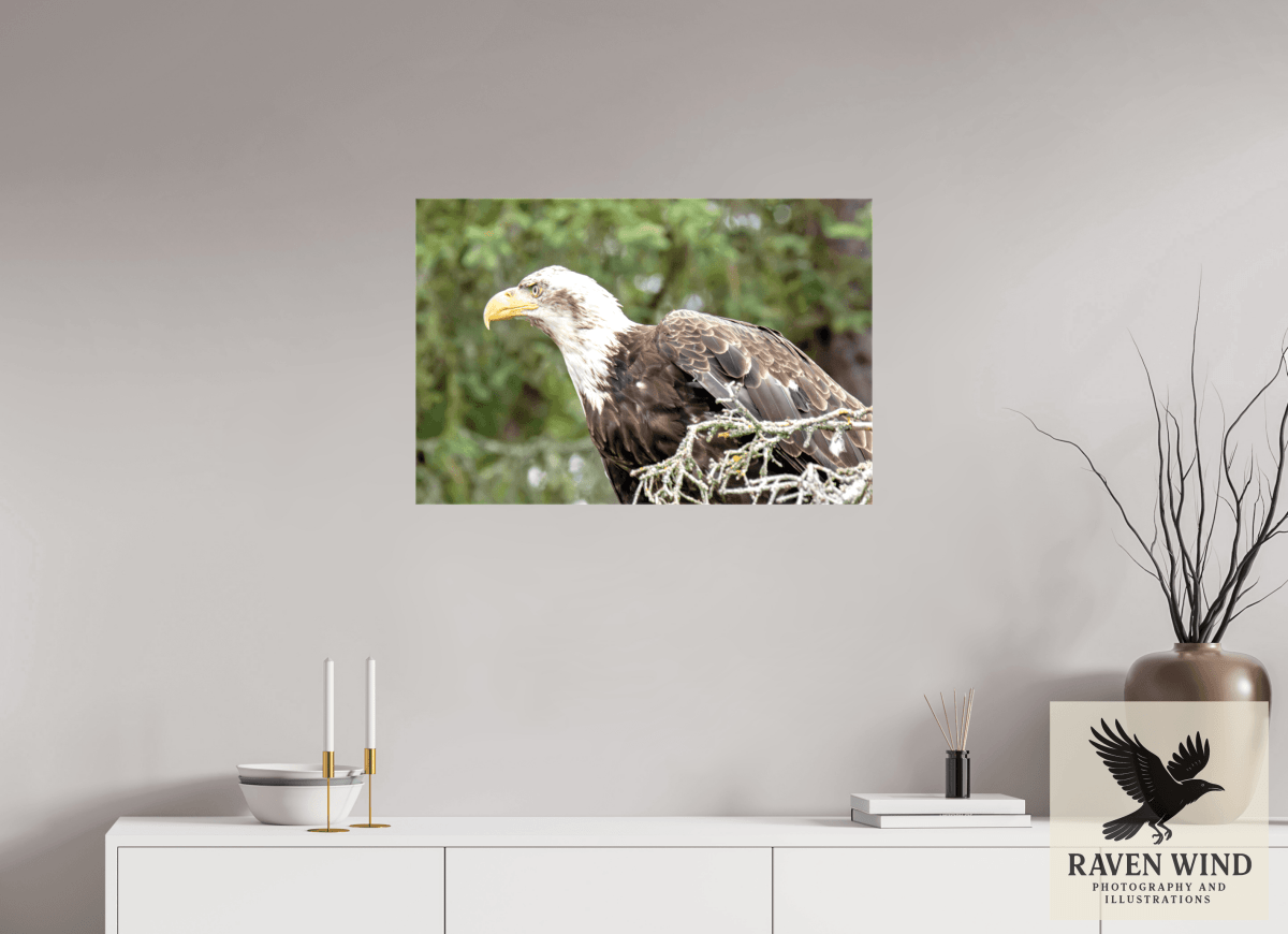 Raven Wind Photography & Illustrations-Majestic Watch - Bald Eagle on the Kenai Fine Art Wildlife Print -