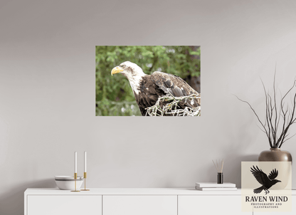 Raven Wind Photography & Illustrations-Majestic Watch - Bald Eagle on the Kenai Fine Art Wildlife Print -