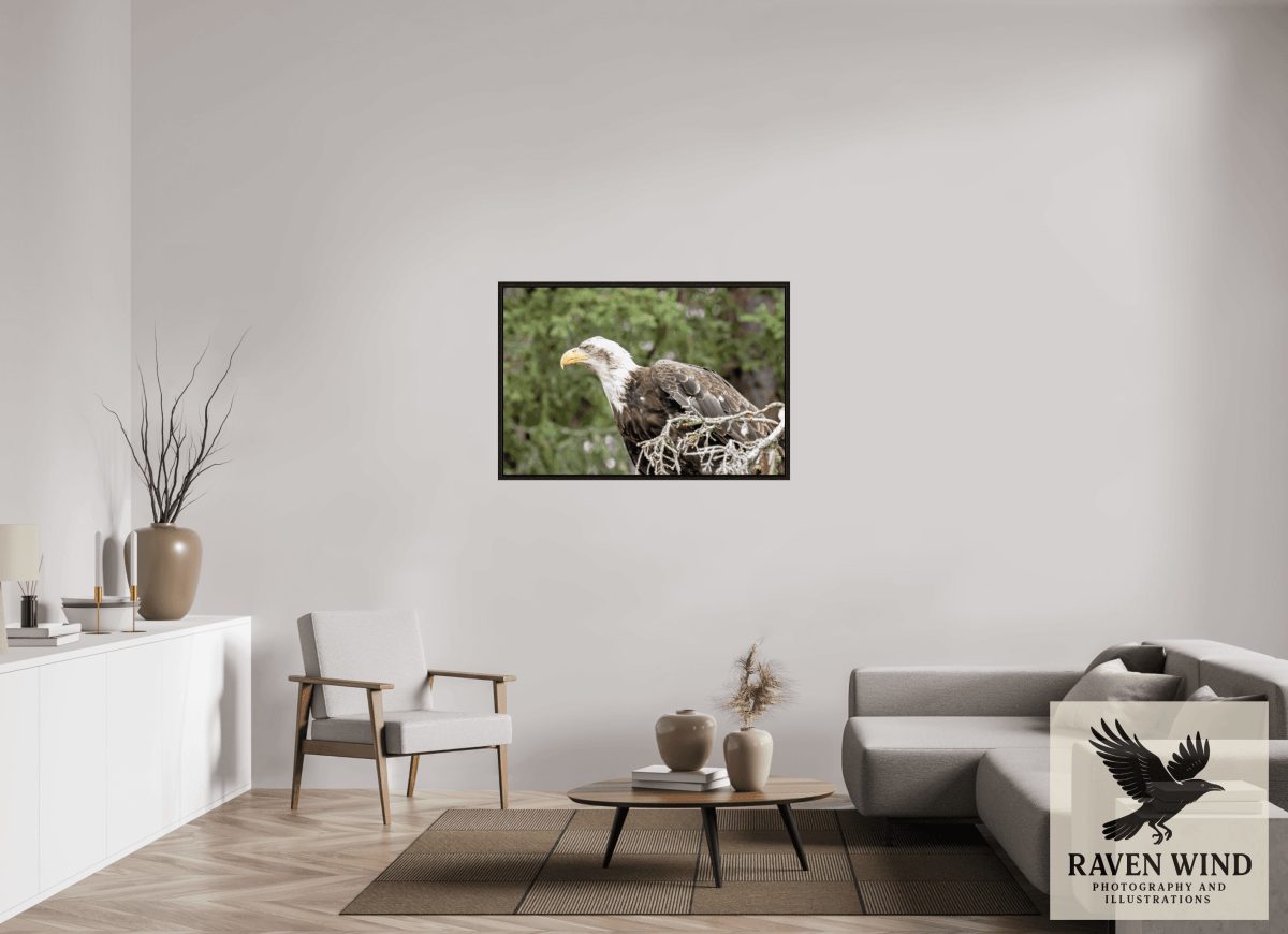Raven Wind Photography & Illustrations-Majestic Watch - Bald Eagle on the Kenai Fine Art Wildlife Print -