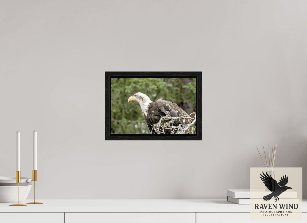 Raven Wind Photography & Illustrations-Majestic Watch - Bald Eagle on the Kenai Fine Art Wildlife Print -
